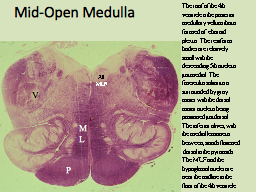 Mid-Open Medulla