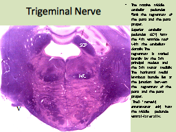 Trigeminal Nerve