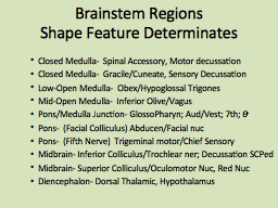 Brainstem Regions Shape Feature Determinates