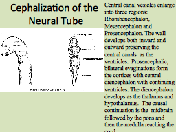 Cephalization of the  Neural Tube