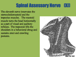 Spinal Assessory Nerve    (XI)