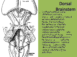 Dorsal Brainstem