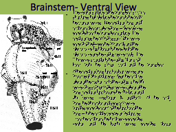 Brainstem- Ventral View
