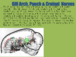 Gill Arch, Pouch & Crainal Nerves