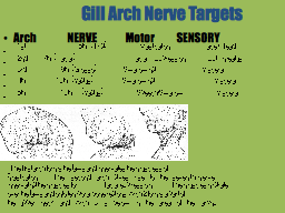 Gill Arch Nerve Targets