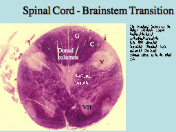 Spinal Cord - Brainstem Transition