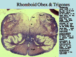 Rhomboid Obex & Trigones