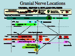 Granial Nerve Locations