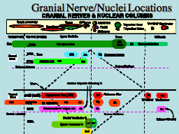 Granial Nerve/Nuclei Locations