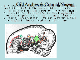 Gill Arches & Cranial Nerves