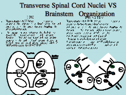 Transverse Spinal Cord Nuclei VS              Brainstem   Organization