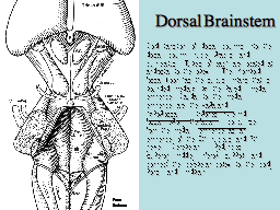 Dorsal Brainstem