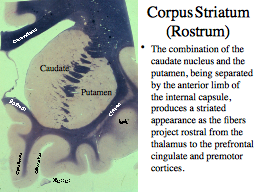 Corpus Striatum (Rostrum)